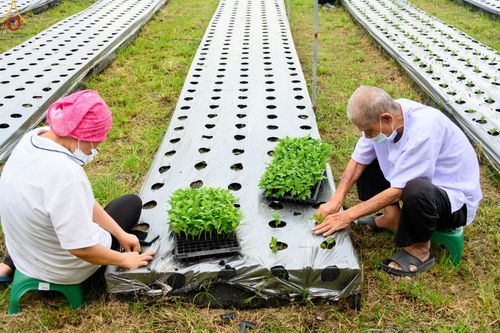 ภาพ No.49835:ประมวลภาพสาธุชนรับบุญปลูกต้นกล้า "เบญจทรัพย์" ณ แปลงปลูกปทุมเจดีย์ วัดพระธรรมกาย