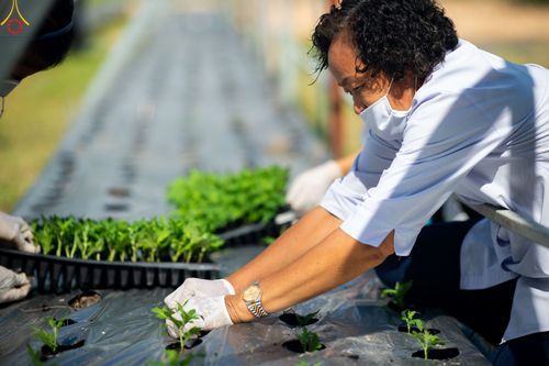 ภาพ No.49836:ประมวลภาพสาธุชนรับบุญปลูกต้นกล้า "เบญจทรัพย์" ณ แปลงปลูกปทุมเจดีย์ วัดพระธรรมกาย