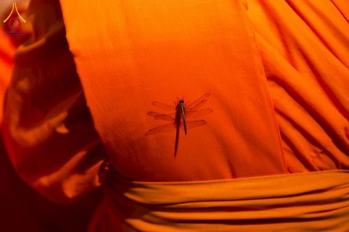 ภาพ No.223646:วันที่ 11 พฤษภาคม พ.ศ. 2568 พิธีบรรพชาของอุบาสก พิสิทธิ์ หมื่นแกล้ว  ณ วัดพระธรรมกาย