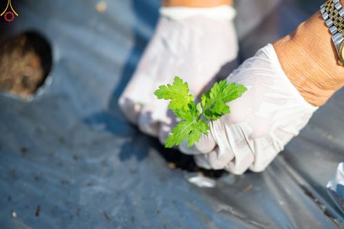 ภาพ No.49837:ประมวลภาพสาธุชนรับบุญปลูกต้นกล้า "เบญจทรัพย์" ณ แปลงปลูกปทุมเจดีย์ วัดพระธรรมกาย