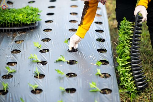 ภาพ No.49839:ประมวลภาพสาธุชนรับบุญปลูกต้นกล้า "เบญจทรัพย์" ณ แปลงปลูกปทุมเจดีย์ วัดพระธรรมกาย