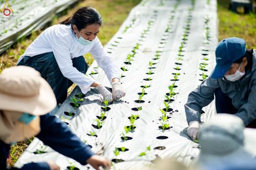 ภาพ No.49840:ประมวลภาพสาธุชนรับบุญปลูกต้นกล้า "เบญจทรัพย์" ณ แปลงปลูกปทุมเจดีย์ วัดพระธรรมกาย