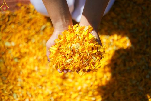 ภาพ No.42994:ประมวลภาพธรรมยาตรา ปีที่ 10  ประจำวันที่ 30 มกราคม พ.ศ. 2565