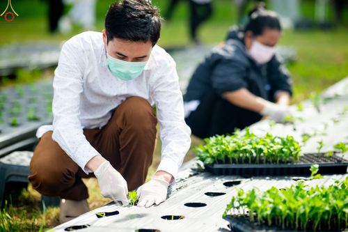 ภาพ No.49842:ประมวลภาพสาธุชนรับบุญปลูกต้นกล้า "เบญจทรัพย์" ณ แปลงปลูกปทุมเจดีย์ วัดพระธรรมกาย