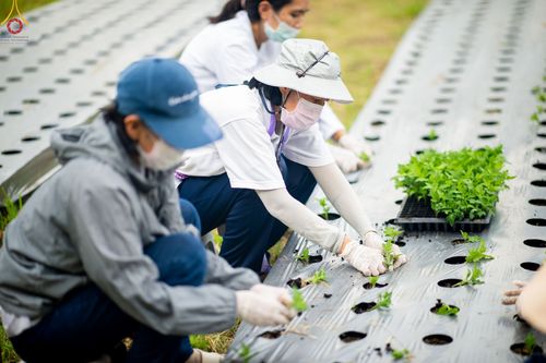 ภาพ No.49841:ประมวลภาพสาธุชนรับบุญปลูกต้นกล้า "เบญจทรัพย์" ณ แปลงปลูกปทุมเจดีย์ วัดพระธรรมกาย