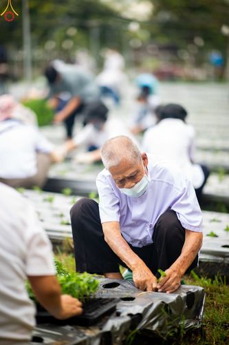 ภาพ No.49843:ประมวลภาพสาธุชนรับบุญปลูกต้นกล้า "เบญจทรัพย์" ณ แปลงปลูกปทุมเจดีย์ วัดพระธรรมกาย