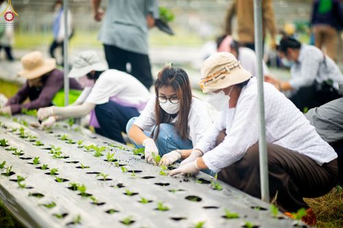 ภาพ No.49847:ประมวลภาพสาธุชนรับบุญปลูกต้นกล้า "เบญจทรัพย์" ณ แปลงปลูกปทุมเจดีย์ วัดพระธรรมกาย