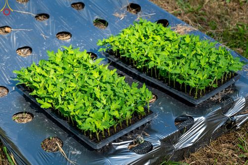 ภาพ No.49845:ประมวลภาพสาธุชนรับบุญปลูกต้นกล้า "เบญจทรัพย์" ณ แปลงปลูกปทุมเจดีย์ วัดพระธรรมกาย