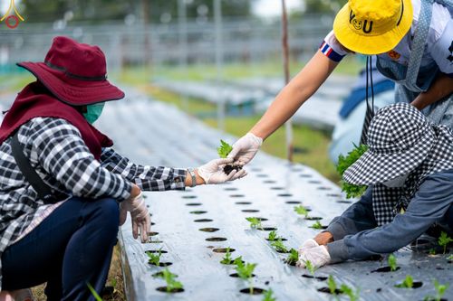 ภาพ No.49848:ประมวลภาพสาธุชนรับบุญปลูกต้นกล้า "เบญจทรัพย์" ณ แปลงปลูกปทุมเจดีย์ วัดพระธรรมกาย