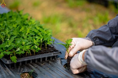 ภาพ No.49850:ประมวลภาพสาธุชนรับบุญปลูกต้นกล้า "เบญจทรัพย์" ณ แปลงปลูกปทุมเจดีย์ วัดพระธรรมกาย