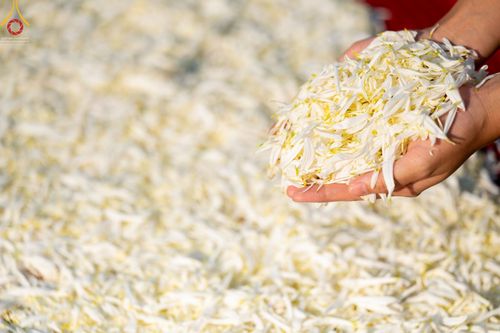 ภาพ No.41676:ประมวลภาพธรรมยาตรา ปีที่ 10  ประจำวันที่ 8 มกราคม พ.ศ. 2565