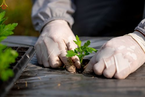 ภาพ No.49851:ประมวลภาพสาธุชนรับบุญปลูกต้นกล้า "เบญจทรัพย์" ณ แปลงปลูกปทุมเจดีย์ วัดพระธรรมกาย