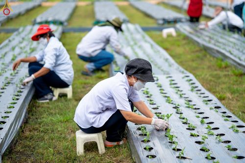 ภาพ No.49852:ประมวลภาพสาธุชนรับบุญปลูกต้นกล้า "เบญจทรัพย์" ณ แปลงปลูกปทุมเจดีย์ วัดพระธรรมกาย