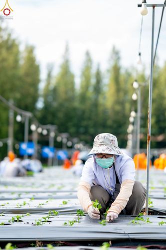 ภาพ No.49854:ประมวลภาพสาธุชนรับบุญปลูกต้นกล้า "เบญจทรัพย์" ณ แปลงปลูกปทุมเจดีย์ วัดพระธรรมกาย