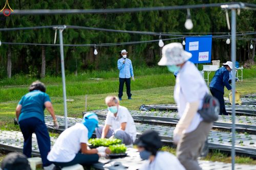 ภาพ No.49856:ประมวลภาพสาธุชนรับบุญปลูกต้นกล้า "เบญจทรัพย์" ณ แปลงปลูกปทุมเจดีย์ วัดพระธรรมกาย