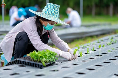 ภาพ No.49853:ประมวลภาพสาธุชนรับบุญปลูกต้นกล้า "เบญจทรัพย์" ณ แปลงปลูกปทุมเจดีย์ วัดพระธรรมกาย