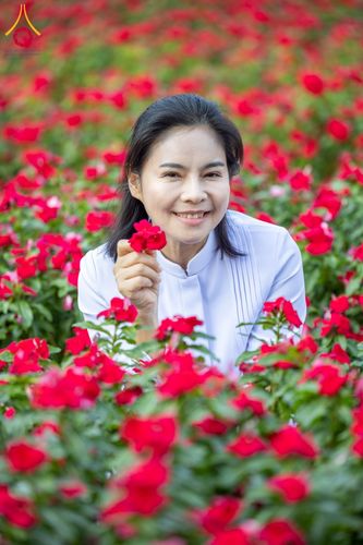 ภาพ No.185523:กิจกรรมเก็บดอกแพงรวย วันอาทิตย์ที่ 22 ธันวาคม พ.ศ. 2567 ณ ทุ่งสวรรค์ ตะวันฉาย วัดพระธรรมกาย