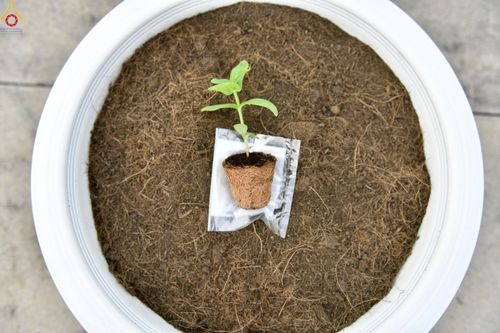 ภาพ No.252950:วันที่ 10 ตุลาคม พ.ศ. 2568 พิธีปลูกต้นทรัพย์บานชื่น ณ ลานธรรม วัดพระธรรมกาย