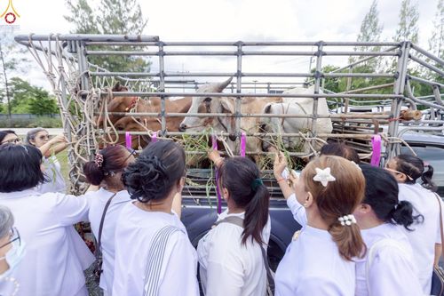 ภาพ No.241359:วันอาทิตย์ที่ 24 สิงหาคม พ.ศ.2568 พิธีปฐมผ้าป่าสถาปนาองค์พระเจดีย์เพื่อสร้างสันติภาพโลก พิธีไถ่ชีวิตโค สร้างมหากุศลด้วยการให้ชีวิตสัตว์เป็นทาน ณ ศูนย์ปฏิบัติธรรมสระบุรี อ.พระพุทธบาท จ.สระบุรี