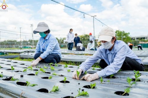 ภาพ No.49855:ประมวลภาพสาธุชนรับบุญปลูกต้นกล้า "เบญจทรัพย์" ณ แปลงปลูกปทุมเจดีย์ วัดพระธรรมกาย