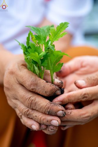 ภาพ No.49857:ประมวลภาพสาธุชนรับบุญปลูกต้นกล้า "เบญจทรัพย์" ณ แปลงปลูกปทุมเจดีย์ วัดพระธรรมกาย