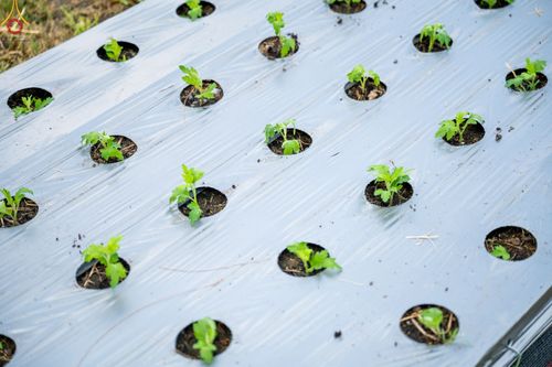 ภาพ No.49858:ประมวลภาพสาธุชนรับบุญปลูกต้นกล้า "เบญจทรัพย์" ณ แปลงปลูกปทุมเจดีย์ วัดพระธรรมกาย