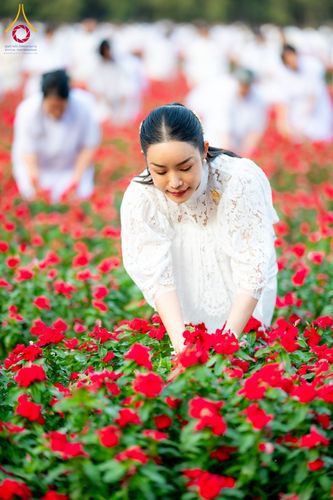 ภาพ No.185512:กิจกรรมเก็บดอกแพงรวย วันอาทิตย์ที่ 22 ธันวาคม พ.ศ. 2567 ณ ทุ่งสวรรค์ ตะวันฉาย วัดพระธรรมกาย