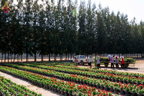 ภาพ No.285318:วันพุธที่ 10 ธันวาคม พ.ศ.2568  การเตรียมความพร้อมในโครงการธรรมยาตรา กตัญญูบูชา มหาปูชนียาจารย์ พระมงคลเทพมุนี(สด จนฺทสโร) พระผู้ปราบมาร อนุสรณ์สถาน 7 แห่ง ปีที่ 14 เก็บดอกเบญจทรัพย์ ณ วัดพระธรรมกาย