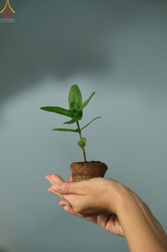 ภาพ No.52552:ประมวลภาพวันคล้ายวันเกิดครบรอบ 138 ปี พระมงคลเทพมุนี (สด จนฺทสโร) พระผู้ปราบมาร ชุดที่ 2