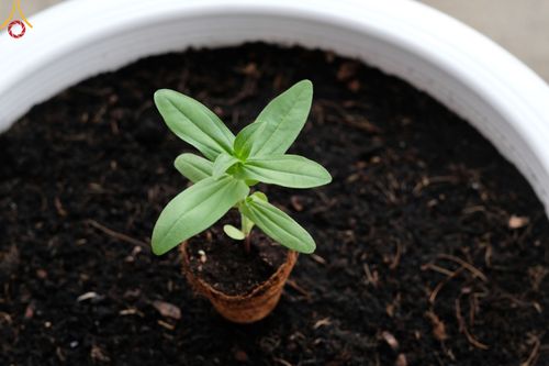 ภาพ No.52549:ประมวลภาพวันคล้ายวันเกิดครบรอบ 138 ปี พระมงคลเทพมุนี (สด จนฺทสโร) พระผู้ปราบมาร ชุดที่ 2