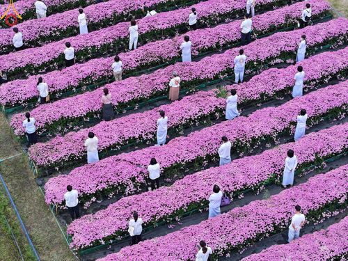 ภาพ No.104008:สาธุชนร่วมรับบุญเก็บดอกเบญจทรัพย์ ในวันอาทิตย์ที่ 24 ธันวาคม พ.ศ. 2566 ณ ทุ่งสวรรค์ตะวันฉาย บริเวณวัดพระธรรมกาย จ.ปทุมธานี