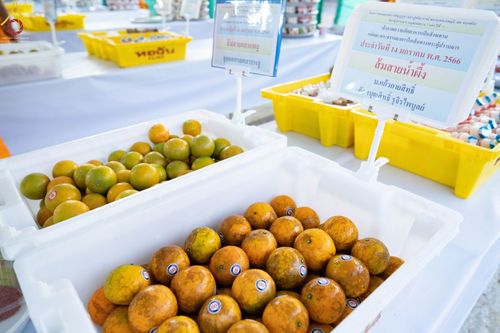 ภาพ No.71180:พิธีถวายภัตตาหารเป็นสังฆทาน แด่คณะพระธรรมยาตราฯ ในโครงการธรรมยาตราฯ ปีที่ 11 ณ อนุสรณ์สถานคลองบางนางแท่น อ.สามพราน จ.นครปฐม วันที่ 14 มกราคม พ.ศ. 2566