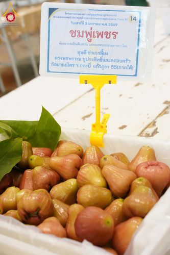 ภาพ No.287349:วันที่ 3 มกราคม พ.ศ.2569 พิธีถวายภัตตาหารเป็นสังฆทาน แด่พระธรรมยาตรา ณ วัดพระธรรมกาย  จังหวัดปทุมธานี ในโครงการธรรมยาตรา กตัญญูบูชา มหาปูชนียาจารย์ พระมงคลเทพมุนี(สด จนฺทสโร) พระผู้ปราบมาร อนุสรณ์สถาน 7 แห่ง ปีที่ 14