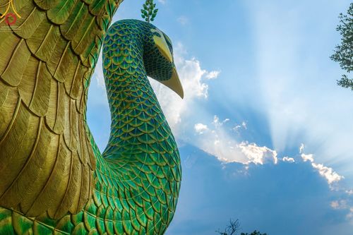 ภาพ No.43288:พิธีอัญเชิญมยุรนาวากาศ บูชาธรรมมหาปูชนียาจารย์ วันพฤหัสบดีที่ 3 กุมภาพันธ์ พ.ศ. 2565