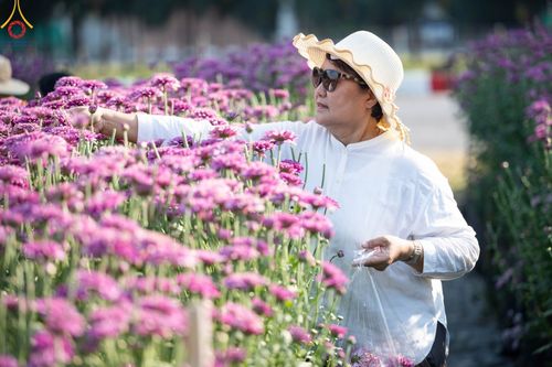 ภาพ No.102876:สาธุชนร่วมรับบุญเก็บดอกเบญจทรัพย์ ในวันที่ 19 ธันวาคม พ.ศ. 2566 (วันแรก) ณ บริเวณวัดพระธรรมกาย จ.ปทุมธานี