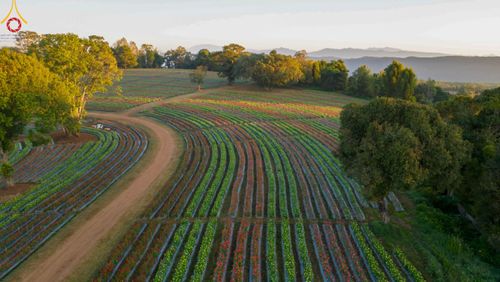 ภาพ No.104288:บรรยากาศ ทุ่งดอกทรัพย์บานชื่น ณ สวนพนาวัฒน์ อ.ฮอด จ.เชียงใหม่ ช่วงระหว่างวันที่ 20 - 25 ธันวาคม พ.ศ. 2566