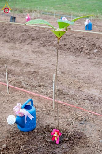 ภาพ No.266059:วันพุธที่ 5 พฤศจิกายน พ.ศ. 2568 (วันพระ ขึ้น 15 ค่ำ เดือน 12) พิธีจุดประทีปโคมลาน, โคมลอย และลอยกระทง ถวายประทีปเป็นพุทธบูชา สร้างความสว่างไสวให้กับแผ่นดินด้วยแสงธรรม ณ พุทธอุทยานนานาชาติ จังหวัดหนองคาย