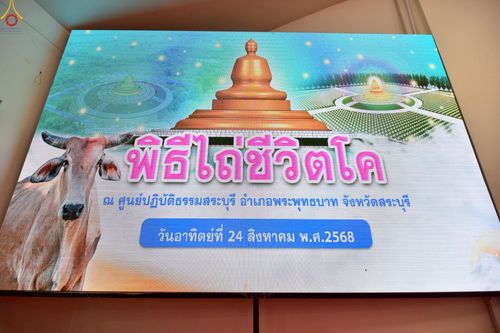 ภาพ No.241340:วันอาทิตย์ที่ 24 สิงหาคม พ.ศ.2568 พิธีปฐมผ้าป่าสถาปนาองค์พระเจดีย์เพื่อสร้างสันติภาพโลก พิธีไถ่ชีวิตโค สร้างมหากุศลด้วยการให้ชีวิตสัตว์เป็นทาน ณ ศูนย์ปฏิบัติธรรมสระบุรี อ.พระพุทธบาท จ.สระบุรี