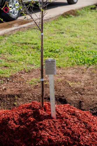 ภาพ No.135508:พิธีเจริญพระพุทธมนต์สมโภช แก้วบรมจักรพรรดิรัตนอนันต์ สถาปนาอาคารปฏิบัติธรรม แก้วธรรมชัยรัตนอนันต์ บูชาธรรมเนื่องในโอกาสอายุวัฒนมงคล 80 ปี หลวงพ่อธัมมชโย (22 เมษายน พ.ศ. 2567) วันพุธที่ 3 เมษายน พ.ศ. 2567 ณ วัดพระธรรมกายเทนเนสซี ประเทศสหรัฐอเมริกา
