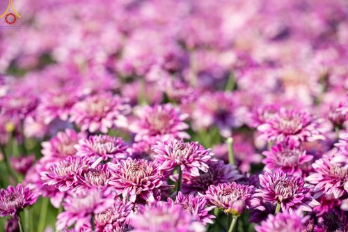 ภาพ No.102873:สาธุชนร่วมรับบุญเก็บดอกเบญจทรัพย์ ในวันที่ 19 ธันวาคม พ.ศ. 2566 (วันแรก) ณ บริเวณวัดพระธรรมกาย จ.ปทุมธานี