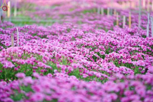 ภาพ No.66619:สาธุชนรับบุญตัดดอกทรัพย์บานชื่น ระหว่างวันที่ 9-10 ธันวาคม พ.ศ. 2565 ณ วัดพระธรรมกาย