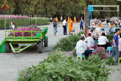 ภาพ No.279507:วันที่ 19-26 ธันวาคม พ.ศ. 2568 และ วันที่ 1 มกราคม พ.ศ.2569 รับบุญปลิดกลีบดอกไม้ เพื่อโปรยต้อนรับพระธรรมยาตรา