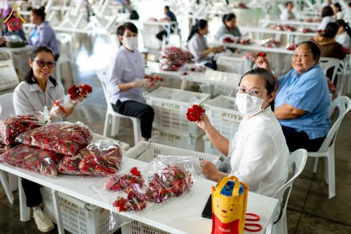 ภาพ No.279441:วันที่ 19-26 ธันวาคม พ.ศ. 2568 และ วันที่ 1 มกราคม พ.ศ.2569 รับบุญปลิดกลีบดอกไม้ เพื่อโปรยต้อนรับพระธรรมยาตรา