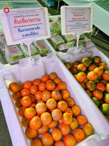 ภาพ No.194434:พิธีถวายภัตตาหารเป็นสังฆทาน แด่พระธรรมยาตรา ณ อนุสรณ์สถานมหาวิหารพระมงคลเทพมุนี (โลตัสแลนด์) อ.สองพี่น้อง จ.สุพรรณบุรี ในโครงการธรรมยาตรา กตัญญูบูชา มหาปูชนียาจารย์ พระมงคลเทพมุนี(สด จนฺทสโร) พระผู้ปราบมาร ปีที่ 13 วันที่ 13 มกราคม พ.ศ.2568