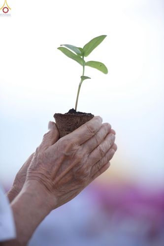 ภาพ No.252887:วันที่ 10 ตุลาคม พ.ศ. 2568 พิธีปลูกต้นทรัพย์บานชื่น ณ ลานธรรม วัดพระธรรมกาย