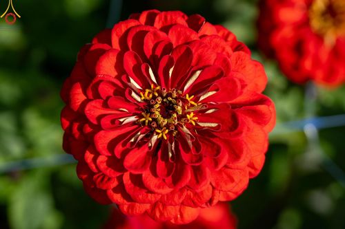 ภาพ No.188302:บรรยากาศ ทุ่งสวรรค์หรรษาพนาวัฒน์ ณ สวนพนาวัฒน์ อ.ฮอด จ.เชียงใหม่ เปิดให้เข้าชมฟรี ระหว่างวันที่ 28 ธันวาคม พ.ศ. 2567 ถึง วันที่ 3 มกราคม พ.ศ. 2568 เวลา 08.00-17.00 น.