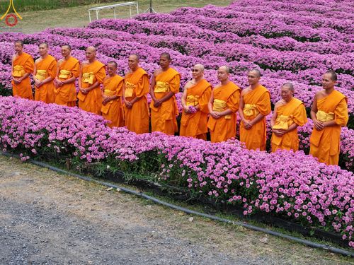 ภาพ No.104001:สาธุชนร่วมรับบุญเก็บดอกเบญจทรัพย์ ในวันอาทิตย์ที่ 24 ธันวาคม พ.ศ. 2566 ณ ทุ่งสวรรค์ตะวันฉาย บริเวณวัดพระธรรมกาย จ.ปทุมธานี