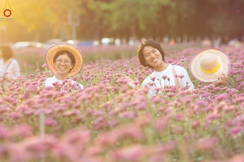 ภาพ No.102906:สาธุชนร่วมรับบุญเก็บดอกเบญจทรัพย์ ในวันที่ 19 ธันวาคม พ.ศ. 2566 (วันแรก) ณ บริเวณวัดพระธรรมกาย จ.ปทุมธานี