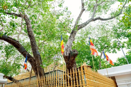 ภาพ No.264463:วันที่ 23 ตุลาคม พ.ศ. 2568 พิธีทอดกฐินสมทบ วัดกัลยาณมิตรต่างประเทศ  บูชาธรรม 81 ปี หลวงพ่อธัมมชโย  ณ วัดศรีอโรคา รามายา , วัดศรีธรรมราชา , วัดเปรดีปะกันเด วิหารายา ในเมืองมาตะเล ประเทศศรีลังกา 