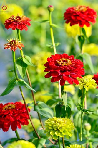 ภาพ No.104318:บรรยากาศ ทุ่งดอกทรัพย์บานชื่น ณ สวนพนาวัฒน์ อ.ฮอด จ.เชียงใหม่ ช่วงระหว่างวันที่ 20 - 25 ธันวาคม พ.ศ. 2566